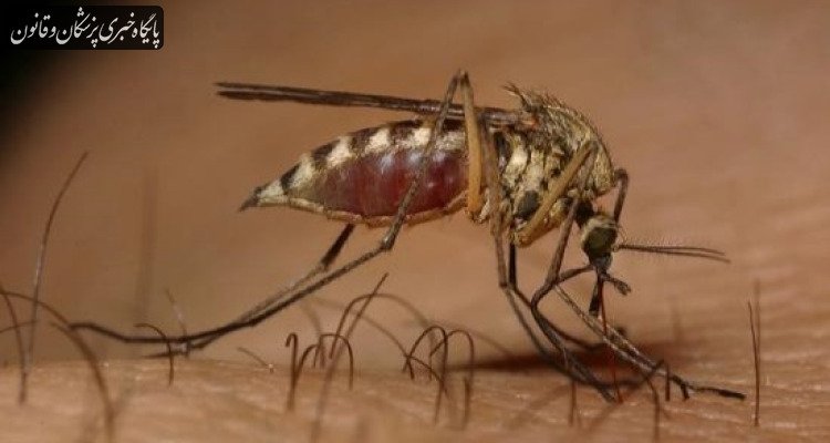 تهدید اروپا با بیماری های منتقله از پشه