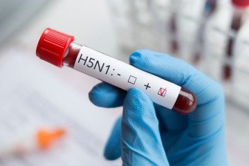 ویروس فوق حاد آنفلوانزای پرندگان H۵N۱ در شیر خام کاهش یافت