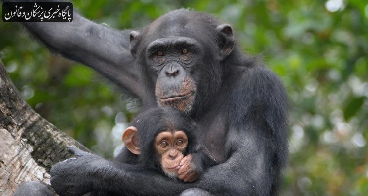 دانشمندان از شامپانزه‌های وحشی ۱۳ گیاه دارویی جدید کشف کردند