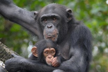 دانشمندان از شامپانزه‌های وحشی ۱۳ گیاه دارویی جدید کشف کردند